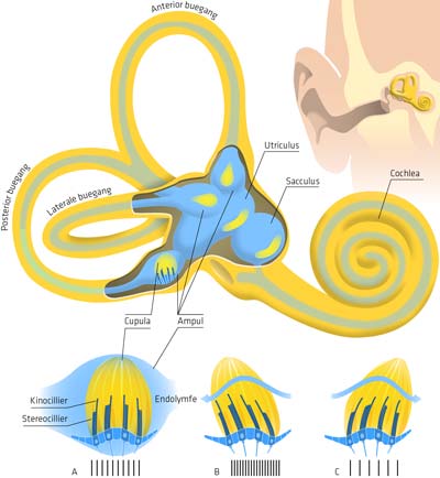 Illustration: Vestibular system